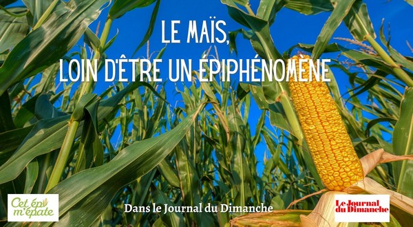 publi-le-maïs-epiphénomène-JDD20201018